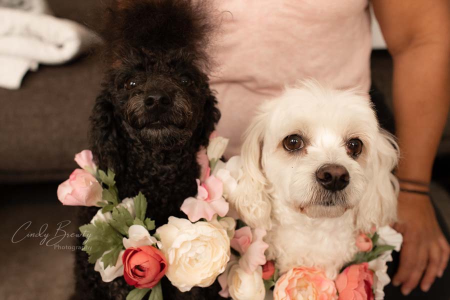 2 puppies with flower wreaths